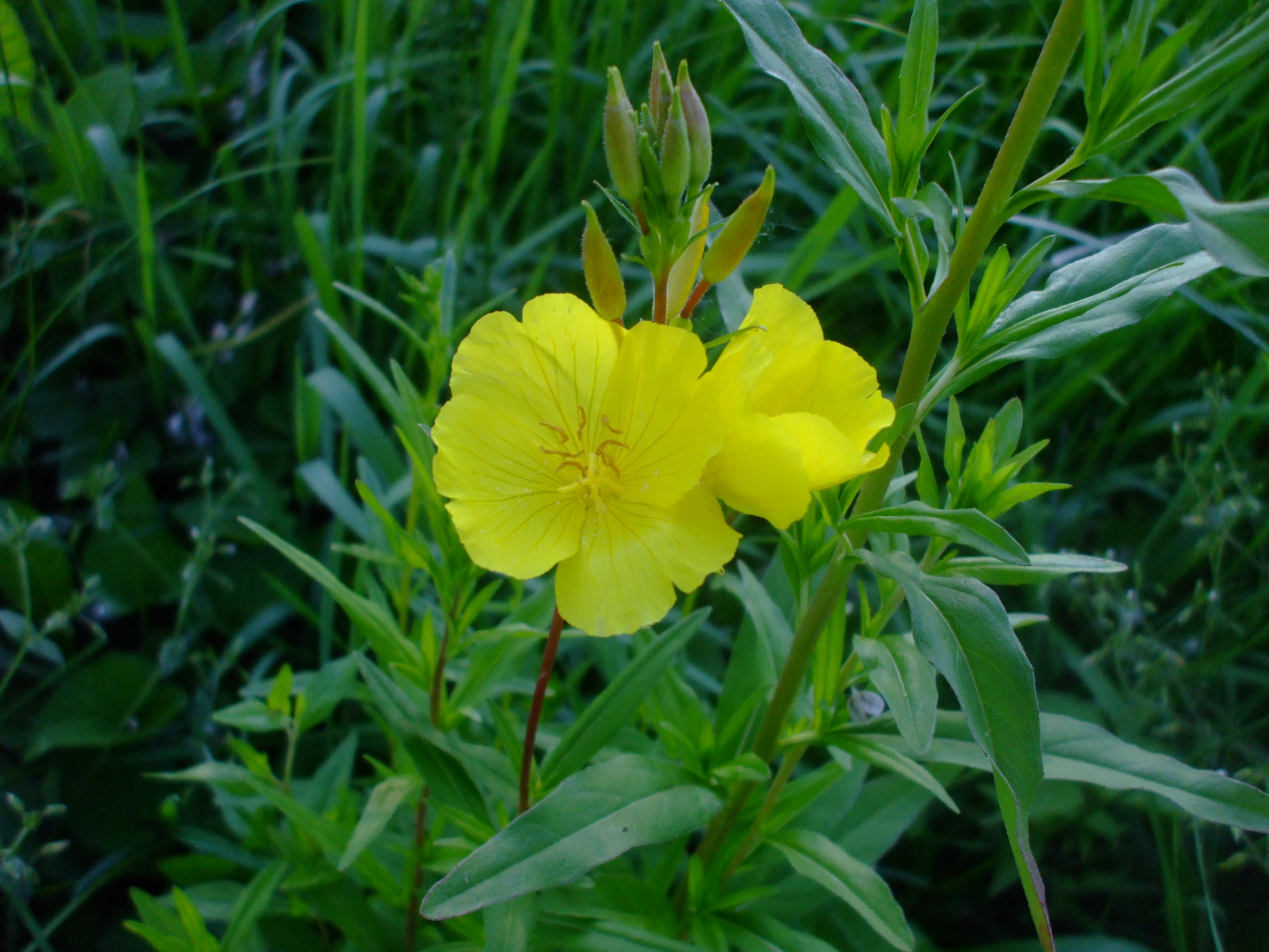 Oenothera fruticosa